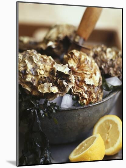 Fresh Oysters and Lemon-Debi Treloar-Mounted Photographic Print