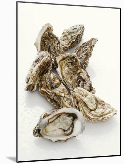 Fresh Oysters with Drops of Water-Kröger & Gross-Mounted Photographic Print