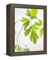 Fresh Parsley-Malgorzata Stepien-Framed Premier Image Canvas
