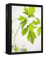 Fresh Parsley-Malgorzata Stepien-Framed Premier Image Canvas