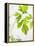 Fresh Parsley-Malgorzata Stepien-Framed Premier Image Canvas