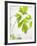 Fresh Parsley-Malgorzata Stepien-Framed Photographic Print