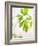 Fresh Parsley-Malgorzata Stepien-Framed Photographic Print