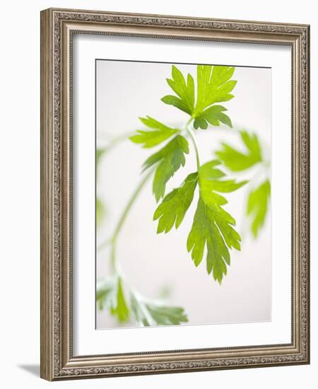 Fresh Parsley-Malgorzata Stepien-Framed Photographic Print