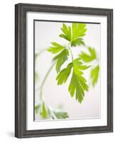 Fresh Parsley-Malgorzata Stepien-Framed Photographic Print