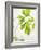 Fresh Parsley-Malgorzata Stepien-Framed Photographic Print