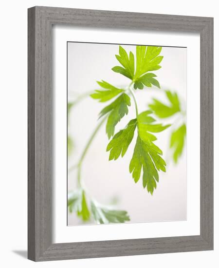 Fresh Parsley-Malgorzata Stepien-Framed Photographic Print