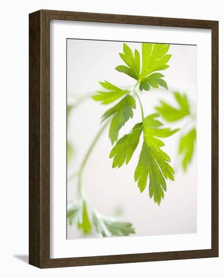 Fresh Parsley-Malgorzata Stepien-Framed Photographic Print