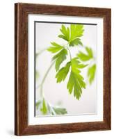 Fresh Parsley-Malgorzata Stepien-Framed Photographic Print
