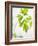 Fresh Parsley-Malgorzata Stepien-Framed Photographic Print