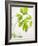 Fresh Parsley-Malgorzata Stepien-Framed Photographic Print