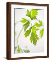 Fresh Parsley-Malgorzata Stepien-Framed Photographic Print