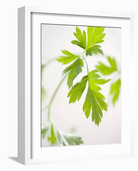 Fresh Parsley-Malgorzata Stepien-Framed Photographic Print