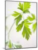 Fresh Parsley-Malgorzata Stepien-Mounted Photographic Print