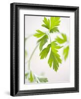 Fresh Parsley-Malgorzata Stepien-Framed Photographic Print