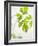 Fresh Parsley-Malgorzata Stepien-Framed Photographic Print