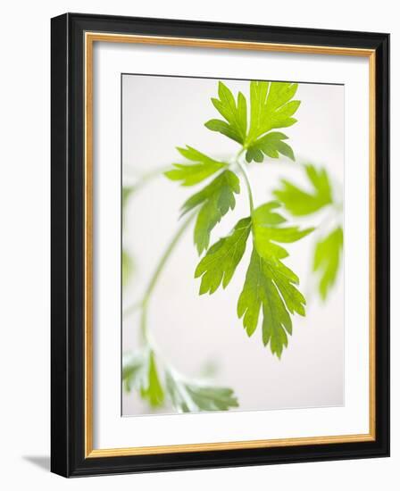 Fresh Parsley-Malgorzata Stepien-Framed Photographic Print