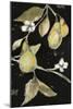 Fresh Pears II-Jennifer Goldberger-Mounted Art Print