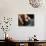 Fresh Perigord Truffle, Truffiere De La Bergerie, Ste Foy De Longas, Dordogne, France-Per Karlsson-Photographic Print displayed on a wall
