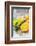 Fresh Pressed Orange Juice and Oranges-Jana Ihle-Framed Photographic Print