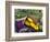 Fresh Produce at the Farmers Market in Whitefish, Montana, USA-Chuck Haney-Framed Photographic Print