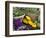 Fresh Produce at the Farmers Market in Whitefish, Montana, USA-Chuck Haney-Framed Photographic Print