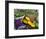 Fresh Produce at the Farmers Market in Whitefish, Montana, USA-Chuck Haney-Framed Photographic Print