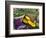 Fresh Produce at the Farmers Market in Whitefish, Montana, USA-Chuck Haney-Framed Photographic Print