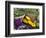 Fresh Produce at the Farmers Market in Whitefish, Montana, USA-Chuck Haney-Framed Photographic Print