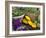 Fresh Produce at the Farmers Market in Whitefish, Montana, USA-Chuck Haney-Framed Photographic Print