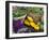 Fresh Produce at the Farmers Market in Whitefish, Montana, USA-Chuck Haney-Framed Photographic Print