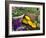 Fresh Produce at the Farmers Market in Whitefish, Montana, USA-Chuck Haney-Framed Photographic Print