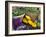 Fresh Produce at the Farmers Market in Whitefish, Montana, USA-Chuck Haney-Framed Photographic Print