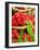 Fresh Raspberries in Two Baskets-Stuart MacGregor-Framed Photographic Print