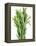 Fresh Rosemary-Steven Morris-Framed Premier Image Canvas