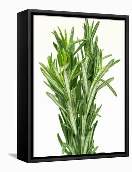 Fresh Rosemary-Steven Morris-Framed Premier Image Canvas