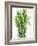 Fresh Rosemary-Steven Morris-Framed Photographic Print