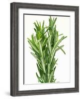 Fresh Rosemary-Steven Morris-Framed Photographic Print