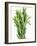 Fresh Rosemary-Steven Morris-Framed Photographic Print