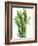 Fresh Rosemary-Steven Morris-Framed Photographic Print