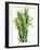 Fresh Rosemary-Steven Morris-Framed Photographic Print