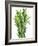 Fresh Rosemary-Steven Morris-Framed Photographic Print