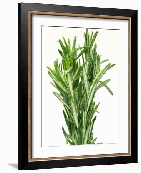 Fresh Rosemary-Steven Morris-Framed Photographic Print