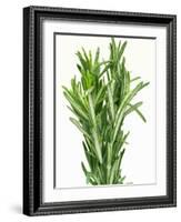 Fresh Rosemary-Steven Morris-Framed Photographic Print