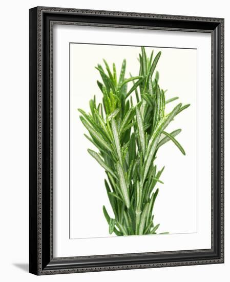 Fresh Rosemary-Steven Morris-Framed Photographic Print