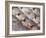 Fresh Seafood Sits on Ice Ready at Sydney's Fish Market at Pyrmont, Australia-Andrew Watson-Framed Photographic Print