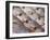 Fresh Seafood Sits on Ice Ready at Sydney's Fish Market at Pyrmont, Australia-Andrew Watson-Framed Photographic Print