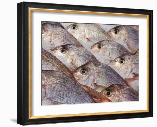 Fresh Seafood Sits on Ice Ready at Sydney's Fish Market at Pyrmont, Australia-Andrew Watson-Framed Photographic Print