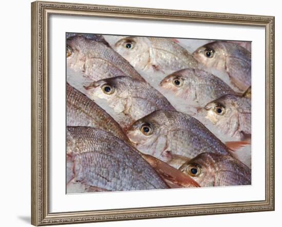 Fresh Seafood Sits on Ice Ready at Sydney's Fish Market at Pyrmont, Australia-Andrew Watson-Framed Photographic Print