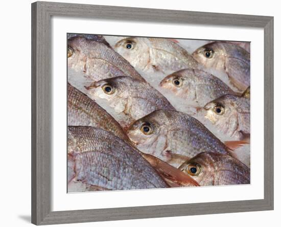 Fresh Seafood Sits on Ice Ready at Sydney's Fish Market at Pyrmont, Australia-Andrew Watson-Framed Photographic Print